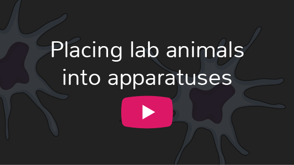 実験動物を器具に入れる