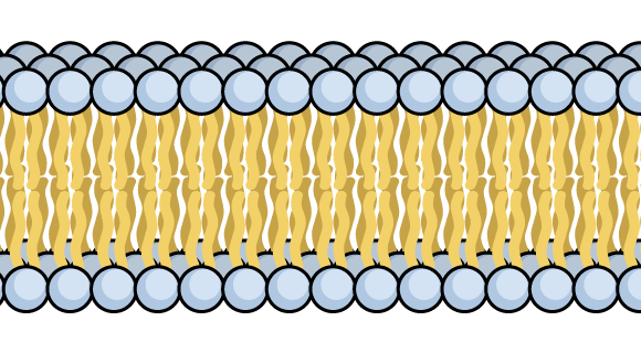 voorbeeld-membranen