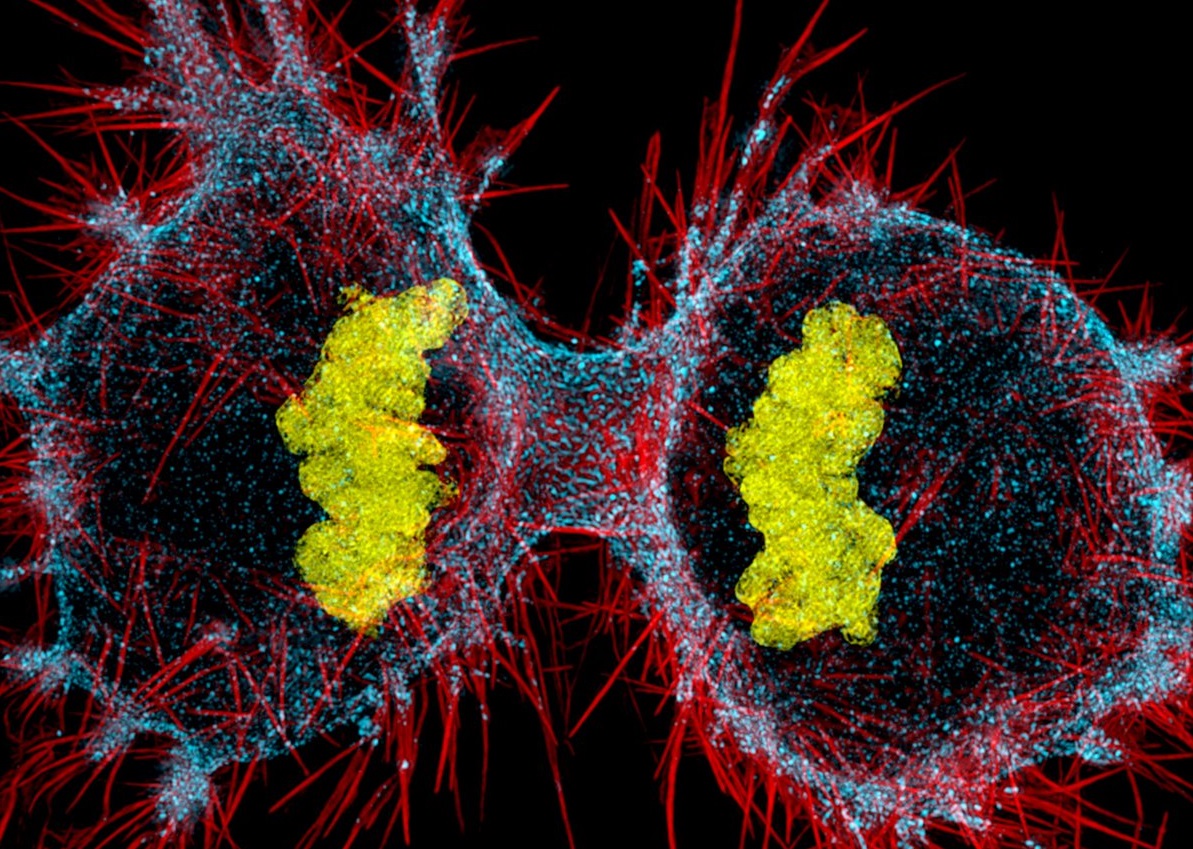 lidské hematocyty procházející buněčným dělením