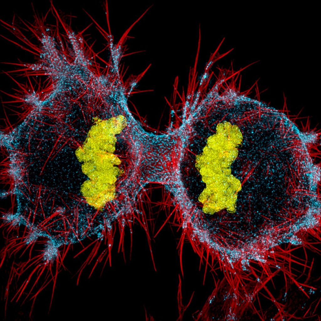 human-hela-cell-undergoing-cell-division-mind-the-graph-blog