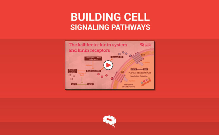 細胞シグナル伝達パスウェイの構築