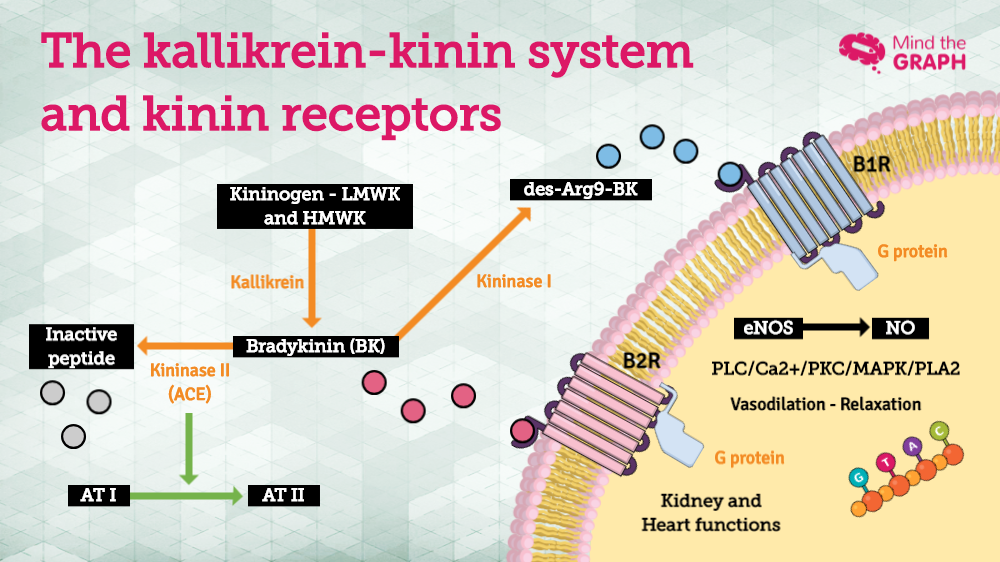 mind-the-graph-blog-building-cell-signaling-pathways-step-by-step