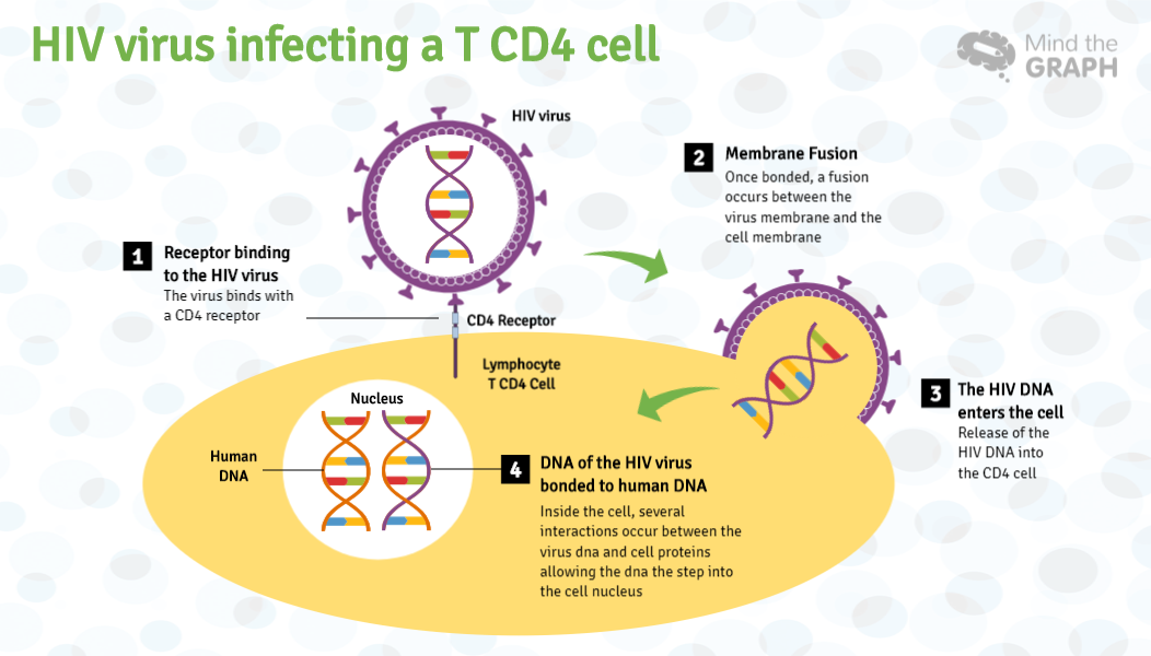 World AIDS day: An infographic to explain HIV cell pathway