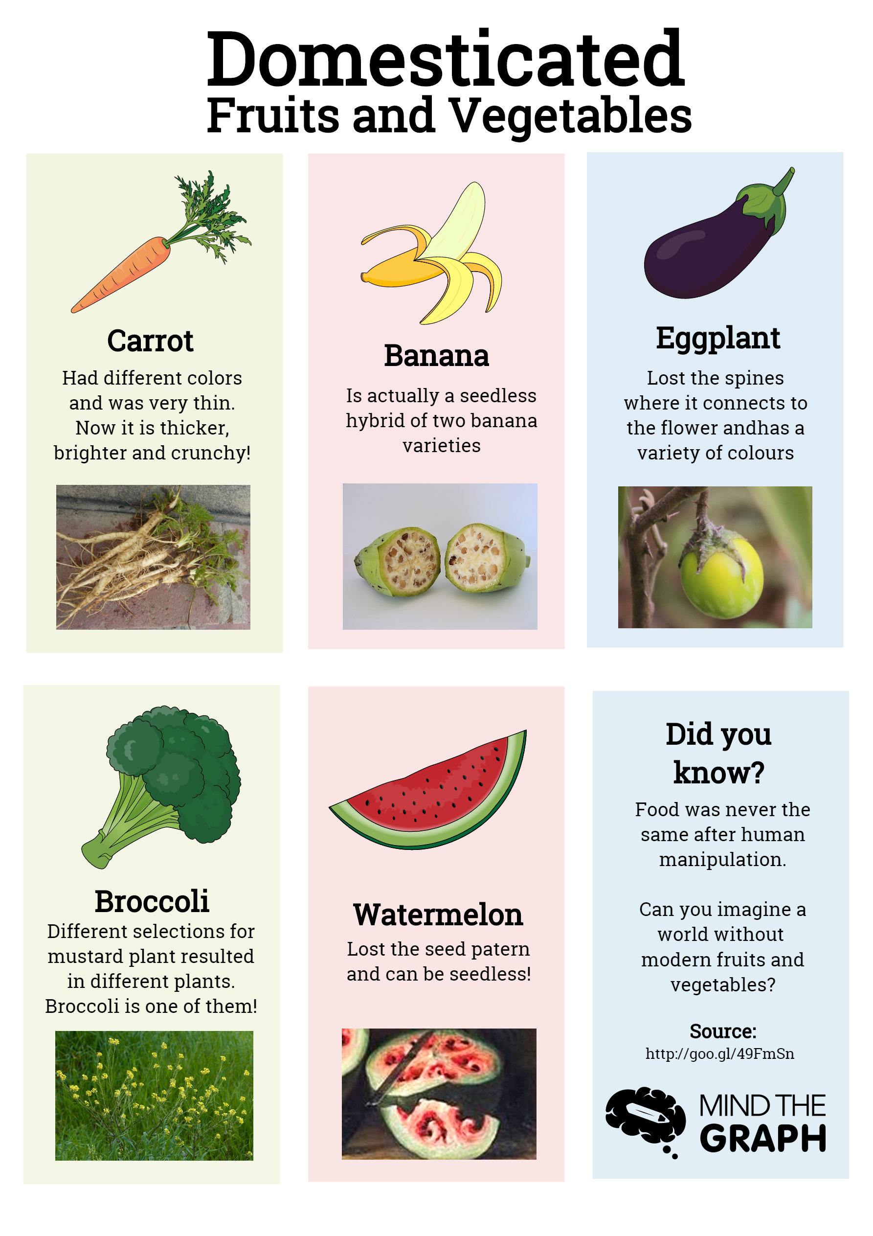 Domesticated перевод. Domesticated Fruits and Vegetables. Инфографика овощи. Конспект the Fruits of Technology.