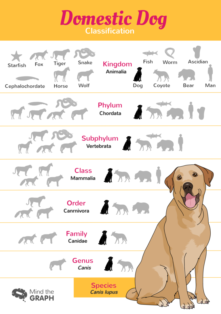 Dog evolution: A scientific infographic of our best friend