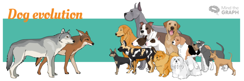 Dog Evolution: A Scientific Infographic Of Our Best Friend