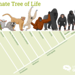primates_tree