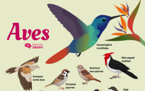 Aves diversity: An eye catching infographic - Mind the Graph Blog