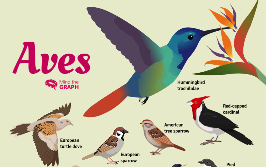 Aves diversity: An eye catching infographic
