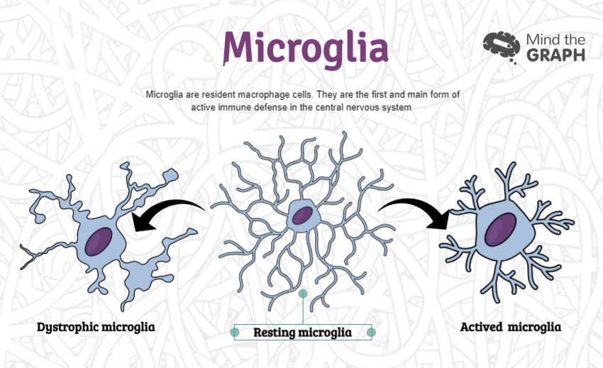 Nature neuroscience: the link between schizophrenia and microglia