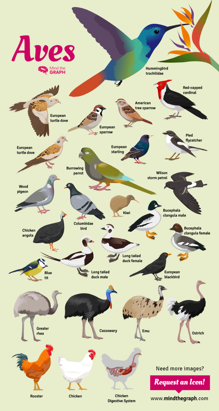 Diversidad de aves Una infografía llamativa Mind the Graph Blog