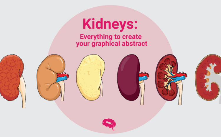 Kidneys graphical abstracts