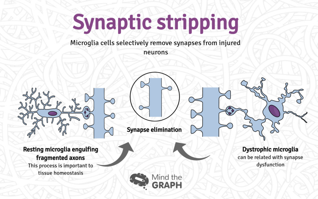 Neuroscience of nature: see the link between schizophrenia and microglia