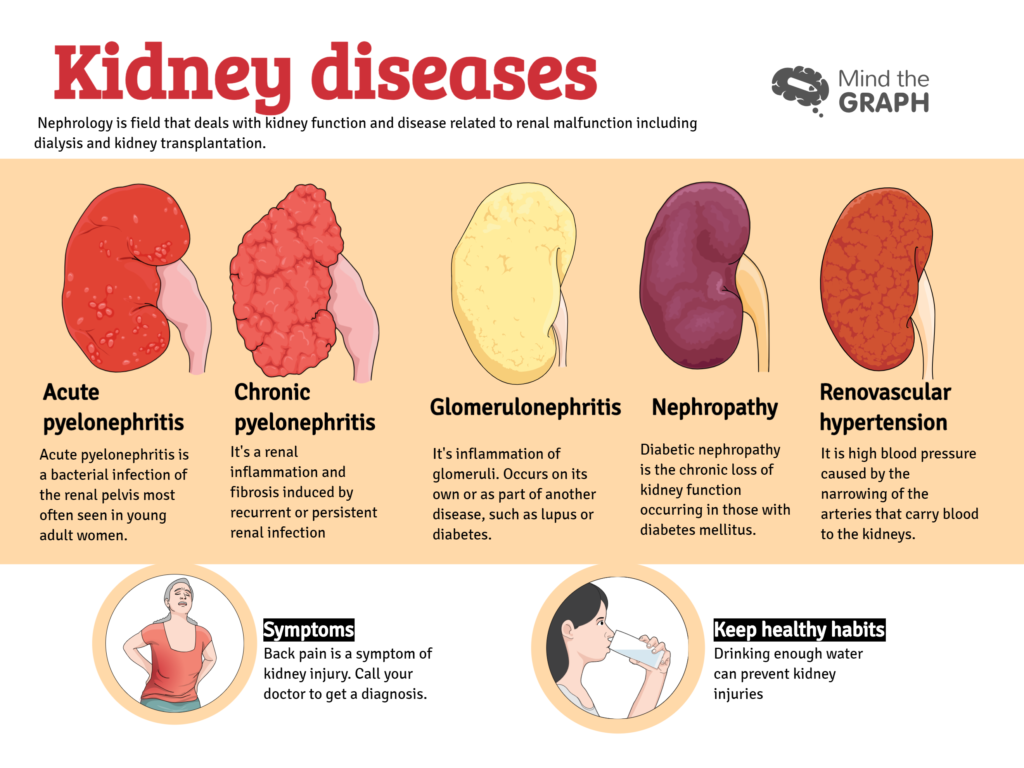 Related disease. Инфографика болезни почек. Инфографика по хроническому пиелонефриту. Диета почки пиелонефрит.