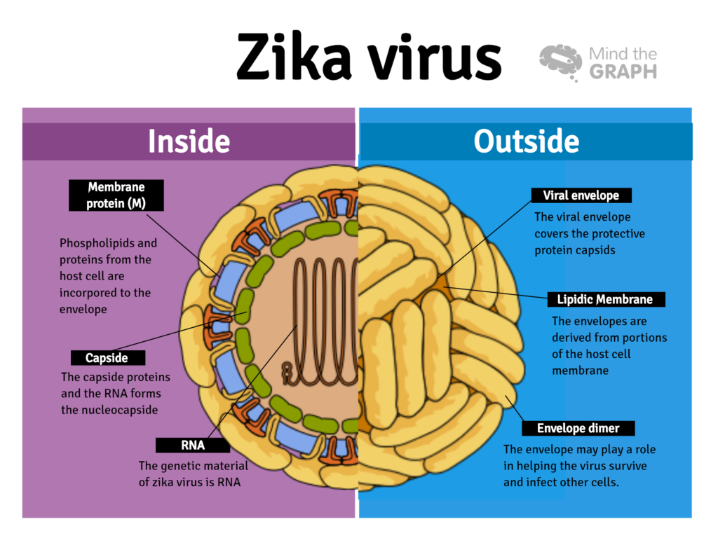 case study on zika virus
