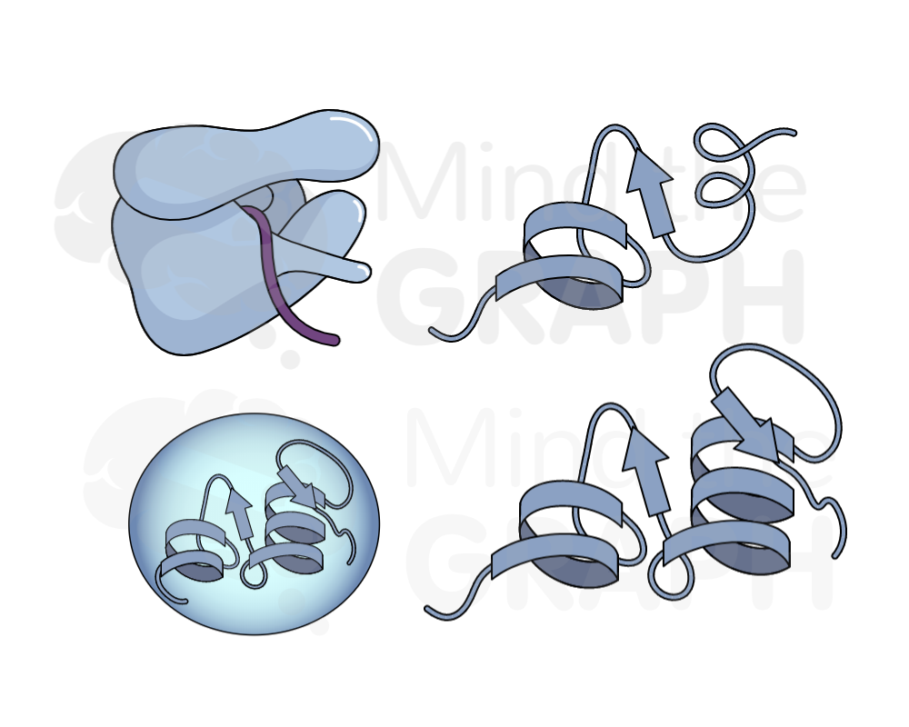 protein folding Mind the Graph Blog