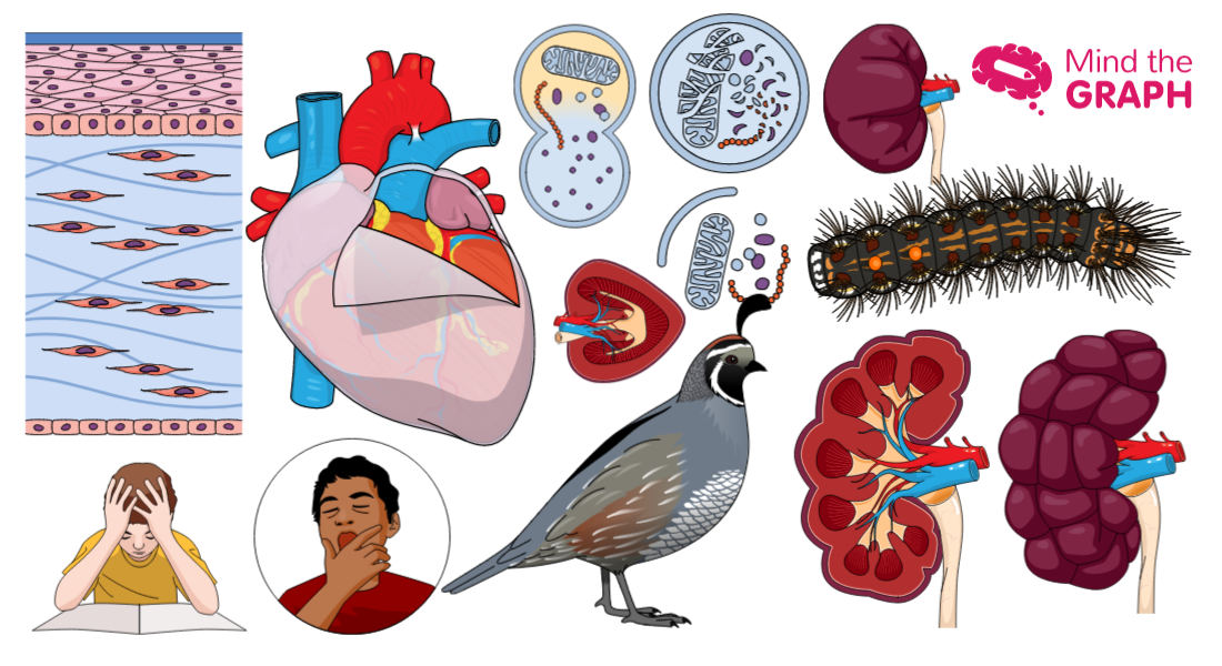 #28 Illustrations de cardiologie et plus encore : Les meilleures illustrations médicales