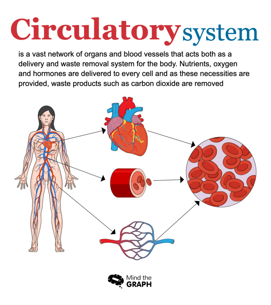 Understanding atherosclerosis through medical illustrations Mind the