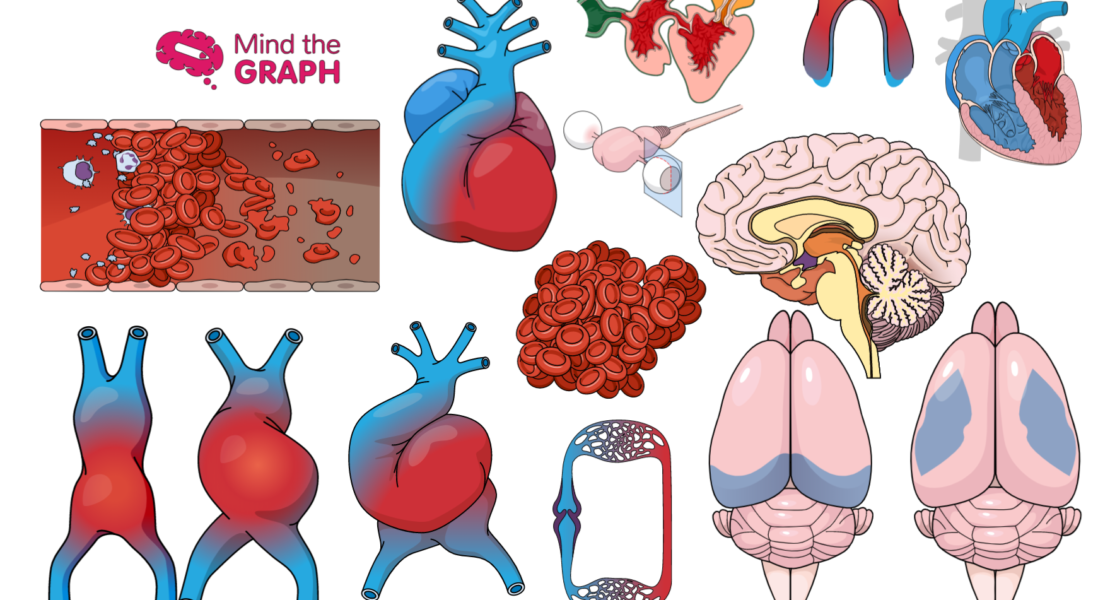 31 Cardiology And Neuroscience Illustrations The Best Medical Illustrations Mind The Graph