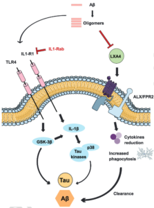 Mind the Graph Blog How to make a Cell Press graphical abstract