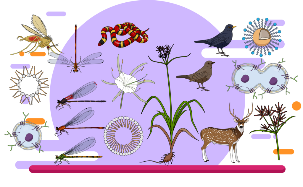 36 Find accurate scientific illustrations online Mind the Graph Blog