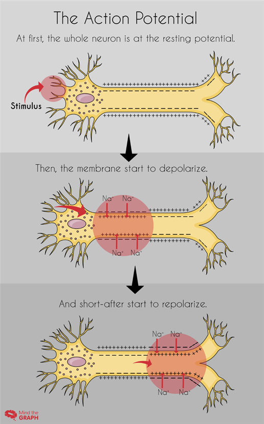 axon to dendrite