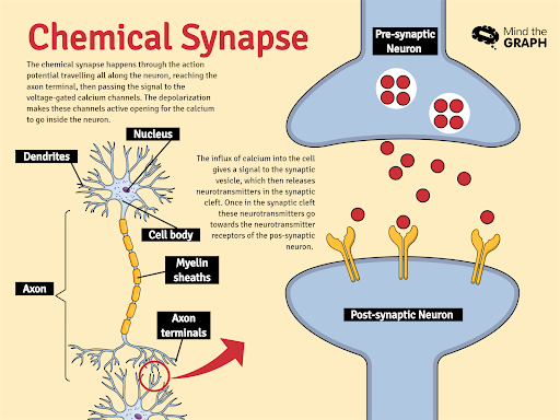 Nervenimpuls TEIL 2 - Die Synapse