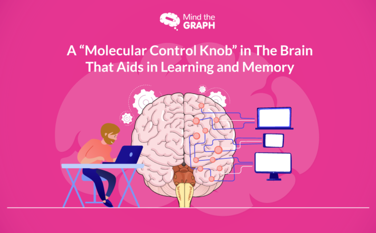 Image en vedette - Un bouton de contrôle moléculaire dans le cerveau qui favorise l'apprentissage et la mémoire