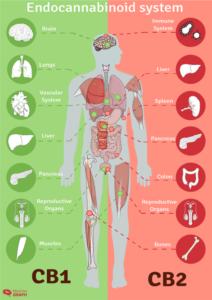 Should You Buy Organna CBD Gummies?
