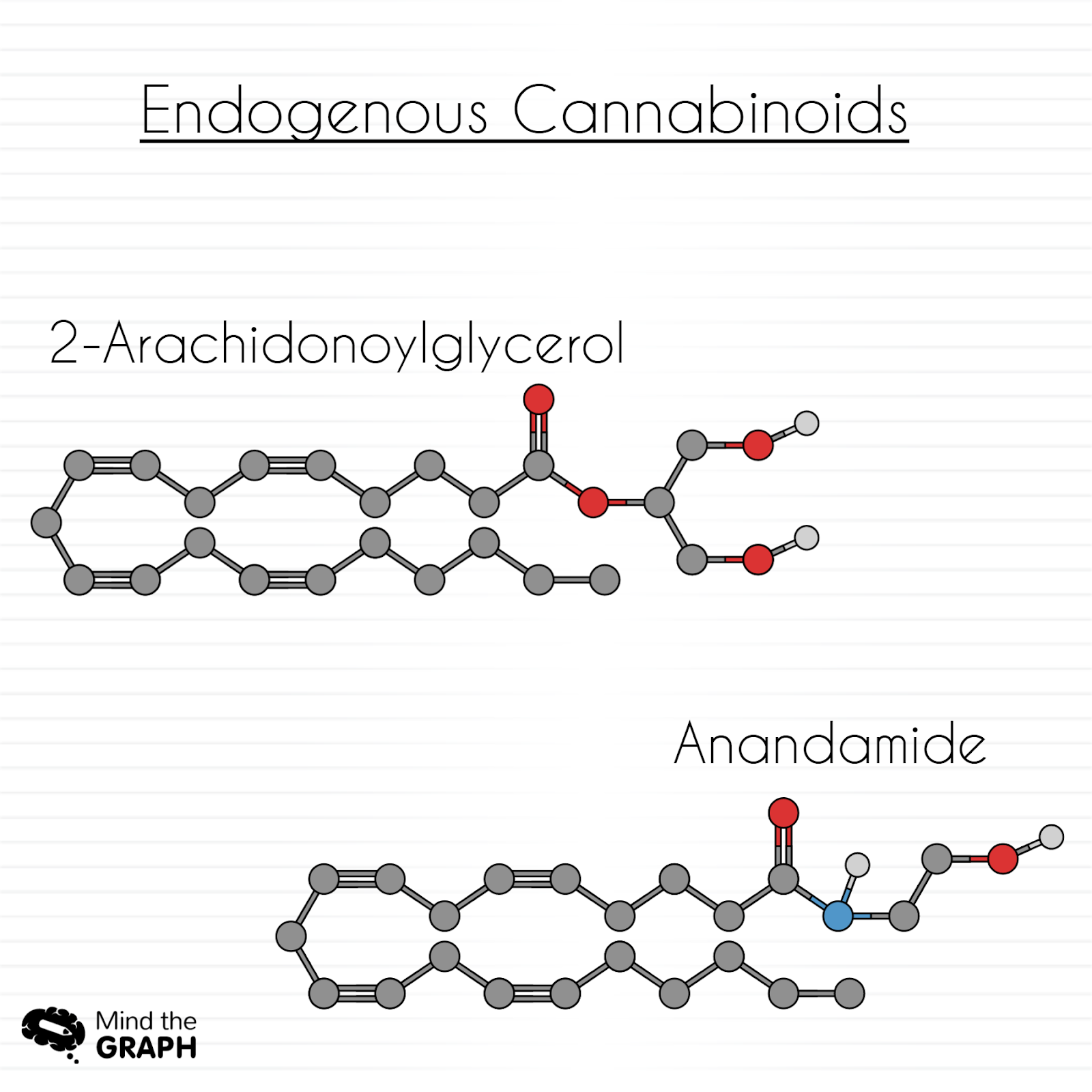 What is Anandamide and how does it work?