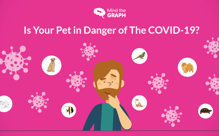 Image en vedette du blog Is Your Pet in Danger of The COVID-19 (Votre animal est-il menacé par le COVID-19)