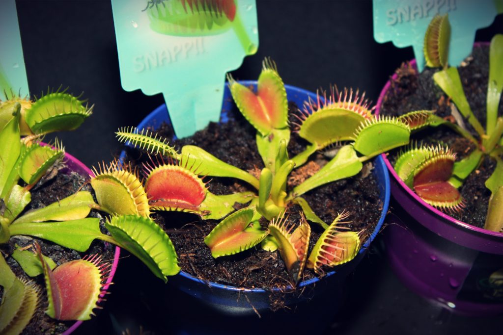 several little Venus Flytrap inside pots