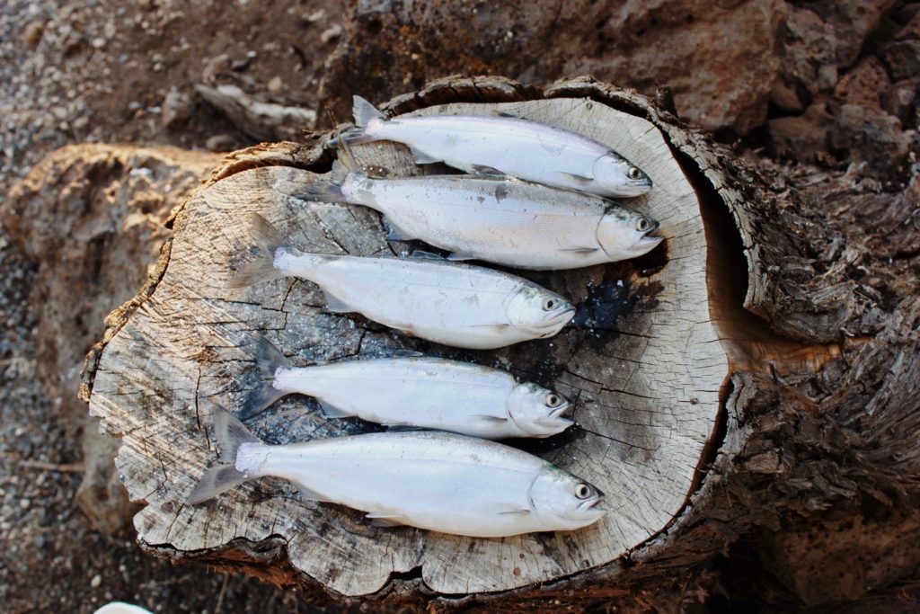 cinco peces grises en la foto de un árbol