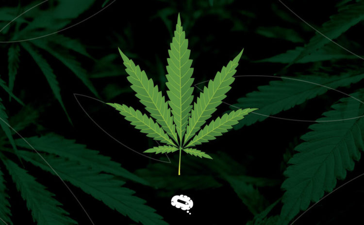 Cannabis-Nachrichten Terpene Cannabis-Sorten Monoterpene