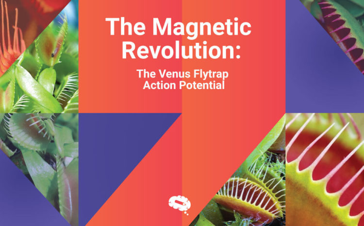 Campo magnético del atrapamoscas de Venus