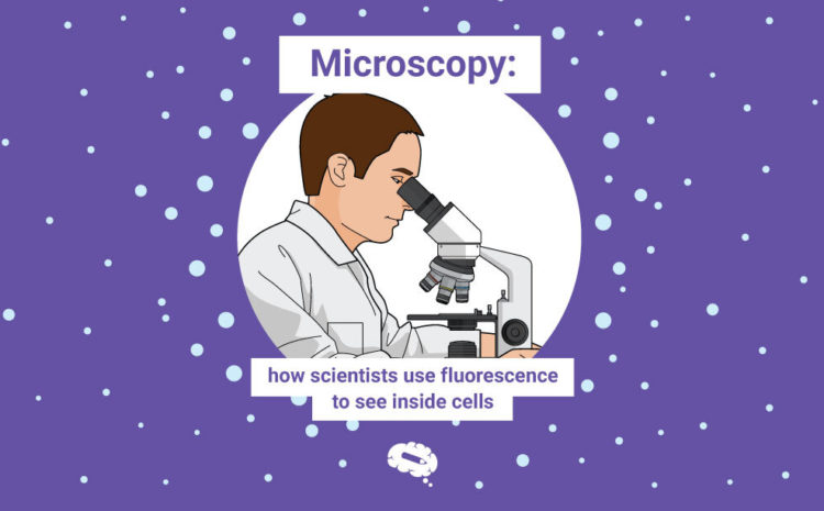 fluorescenční mikroskop s obrazem buňky
