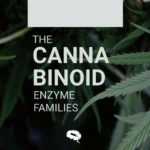 cannabis bioavailability