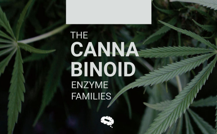biodisponibilidad del cannabis