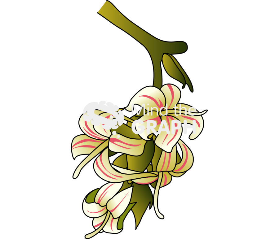 Anacardium Occidentale Cashew Flower