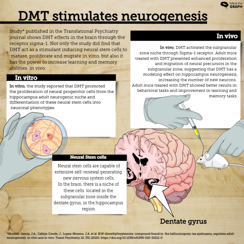 Infografika DMT stymuluje neurogenezę