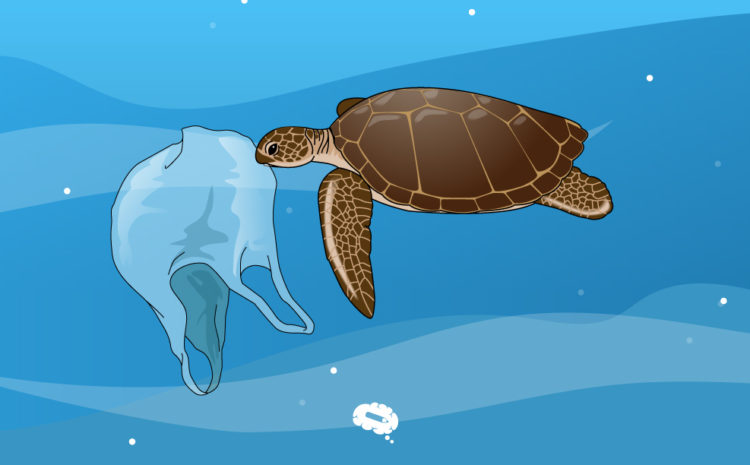 tortugas de plástico
