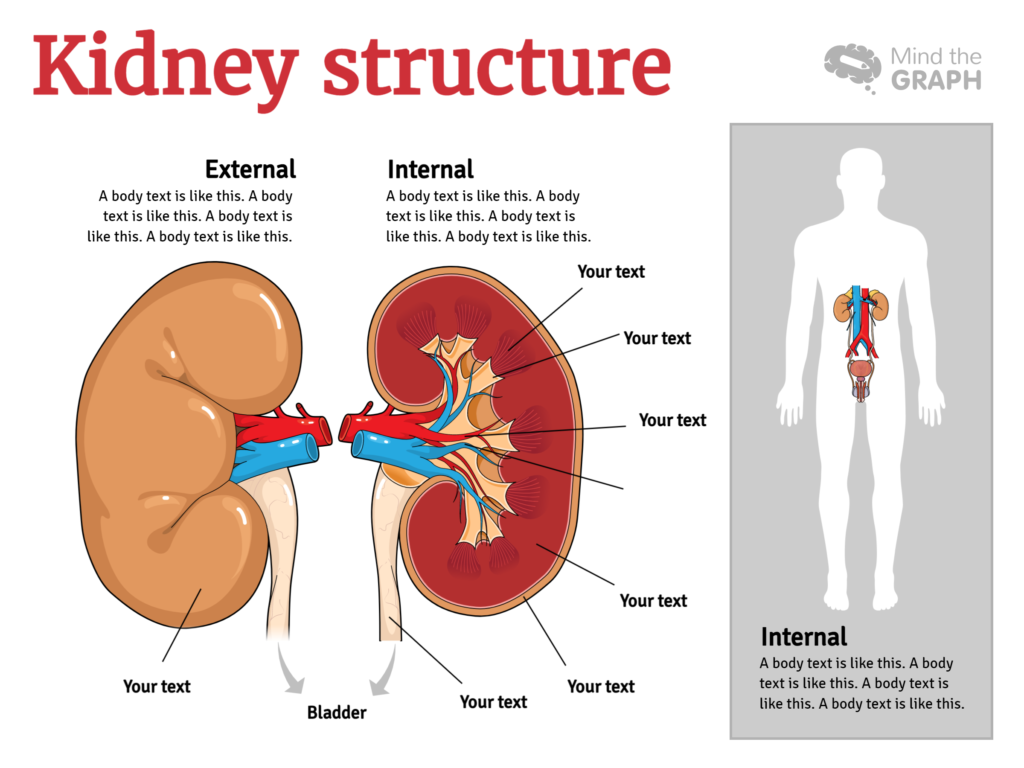 Mind the Graph Plantilla de la estructura del riñón 