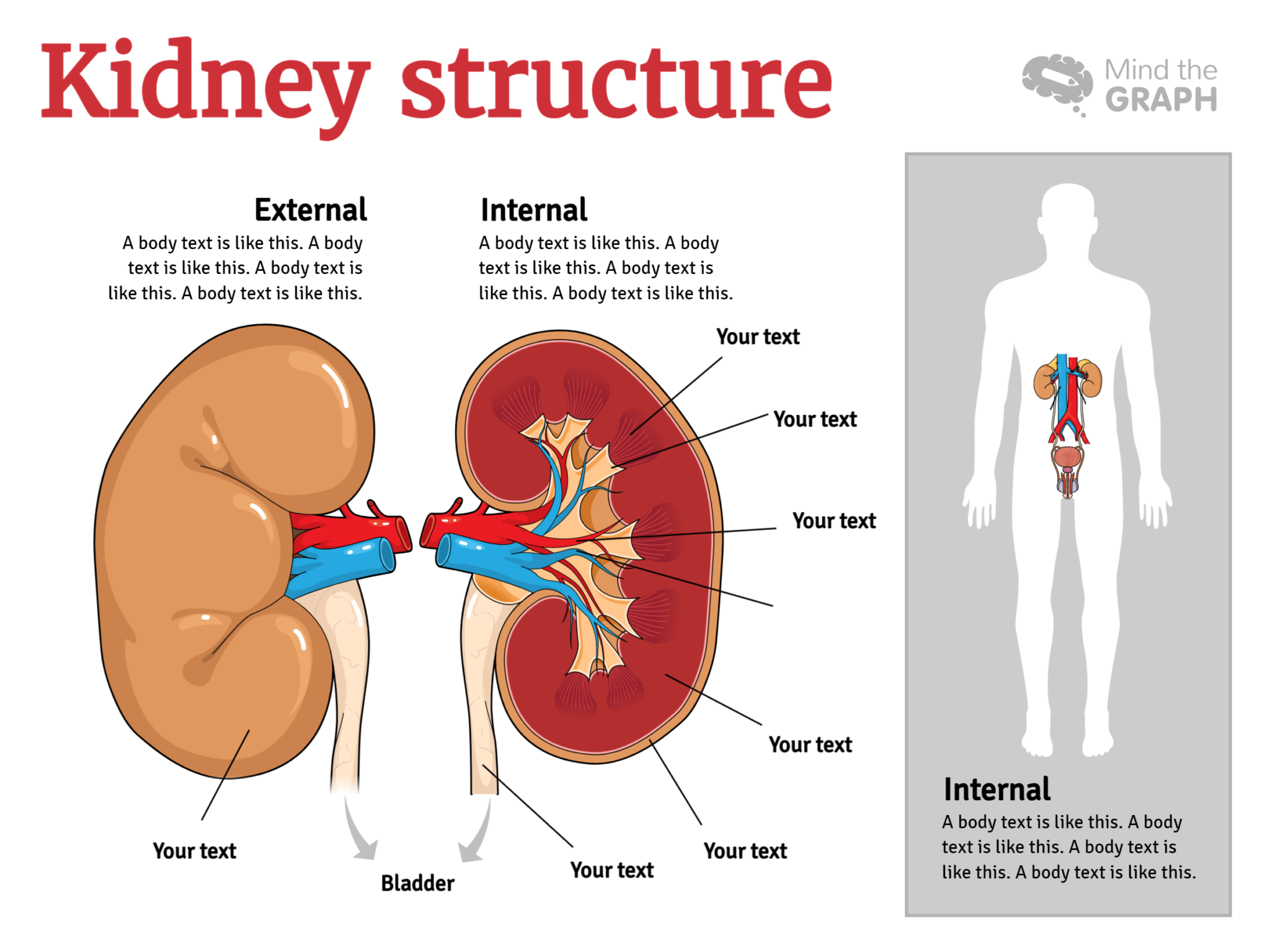 Internal text. Kidney structure. Kidney Cat structure. Graphical abstract for Complex structure.