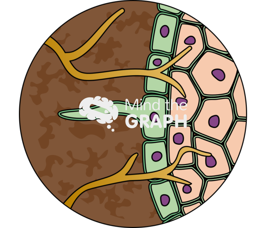Mind the Graph Illustration: Endomycorrhizae Plant Cell Zoom