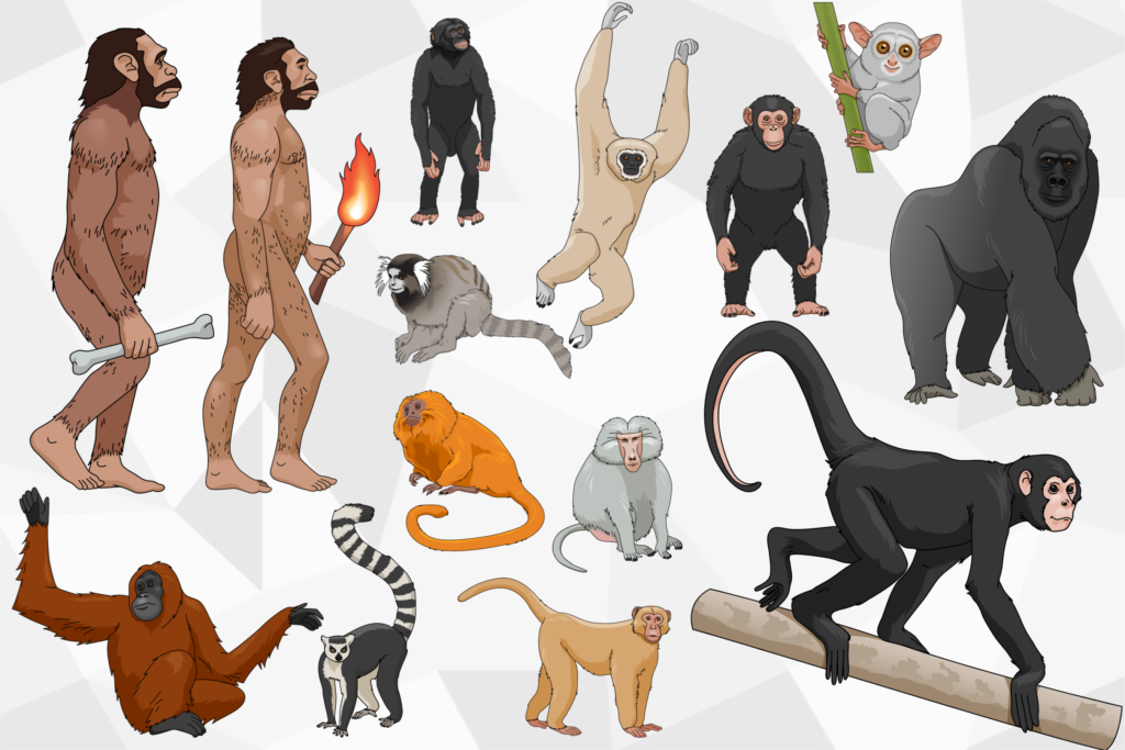 Primates Family Tree