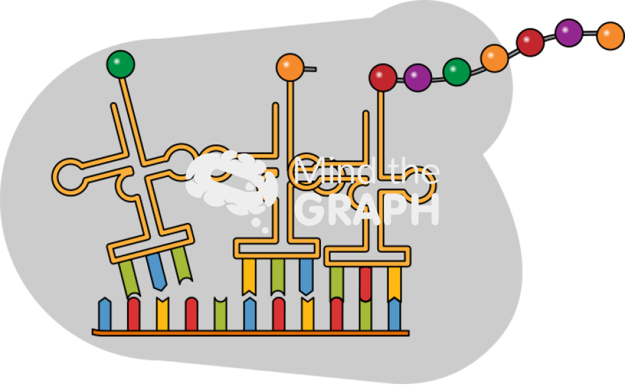 Ilustrace Mind the Graph: Syntéza proteinů