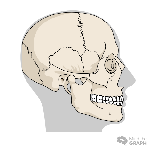 anatomical position skeleton