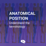 Poziția anatomică