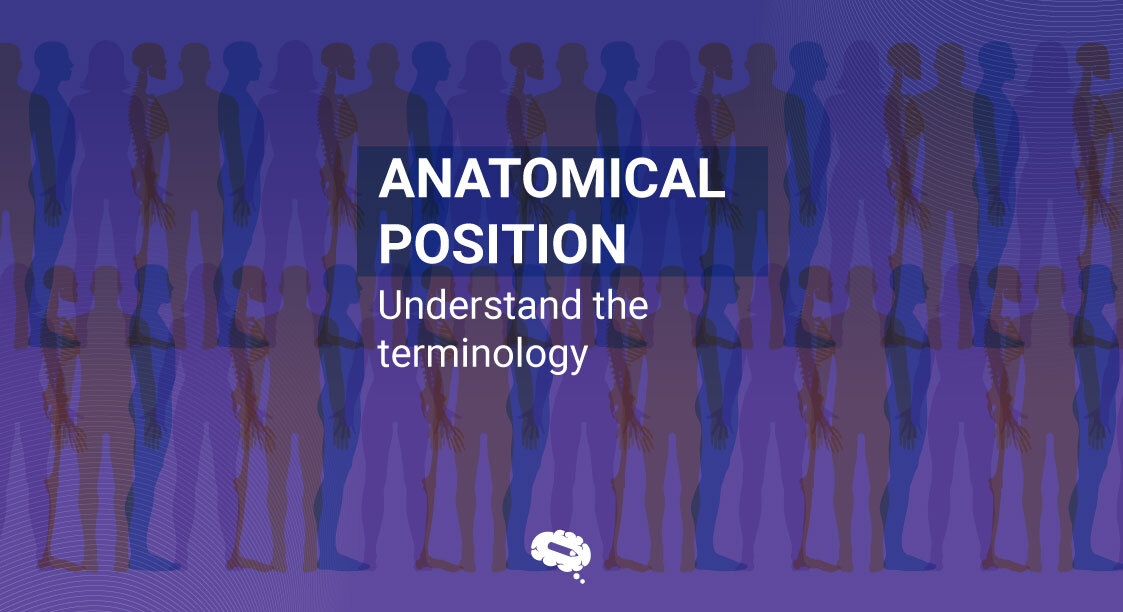 Anatomisk position