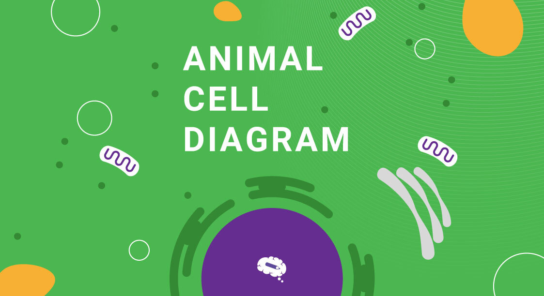 Animal Cell Diagram: What it is, Structure and Types